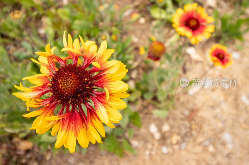 希腊克里特岛Rethymnon镇的Gaillardia aristata“Granretip”太阳爆发